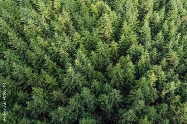 Obraz Conifer tree background texture