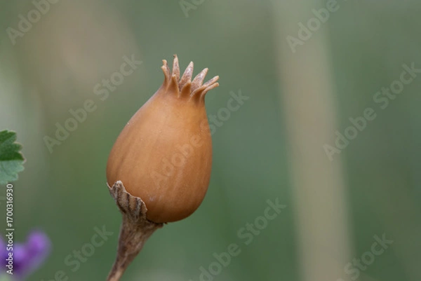 Obraz Capsule du Temps