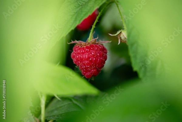Obraz Rubis du Jardin