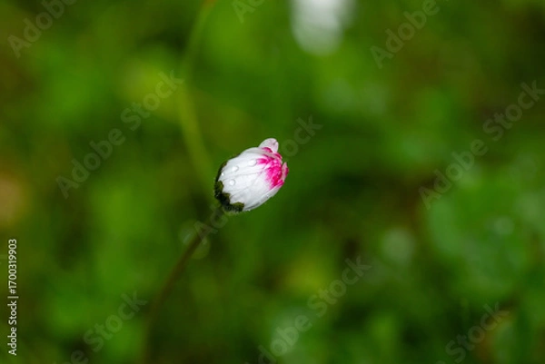 Obraz L'Attente de l'Aube