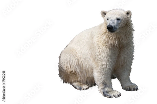 Obraz Seated polar bear