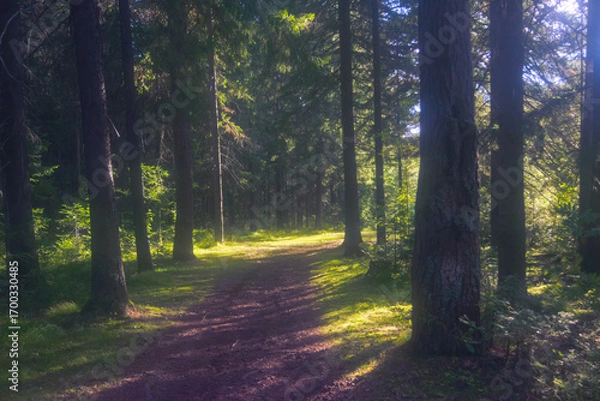 Fototapeta Forest closeup, beautiful summer landscape, sunlight shines through branches, trees with shadows travel destination scenic.