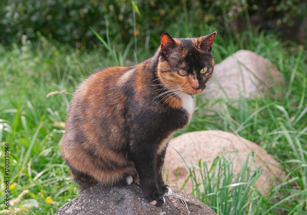 Obraz Tricolor cat sitting on a rock, with green grass around