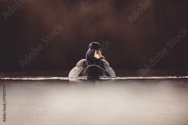 Obraz Ente im Wasser