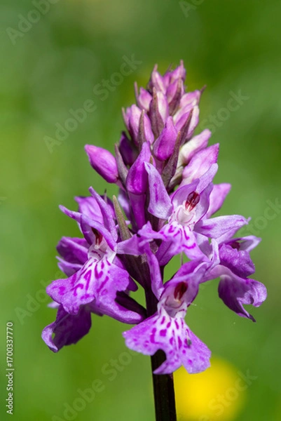 Obraz Orchidée Sauvage