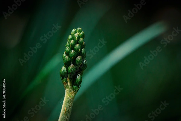 Obraz Cocon Végétal