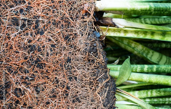 Fototapeta Extreme close-up of dense plant root network in soil, detailed natural pattern, organic farming, gardening, botany macro, agriculture, soil structure, sustainability, ecology concept . Plant Roots