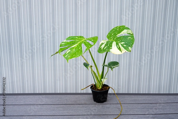 Fototapeta Close up of large variegated monstera deliciosa leaf with striking green and white pattern against indoor wall background, perfect for botanical design, tropical houseplants, modern decor, and nature 