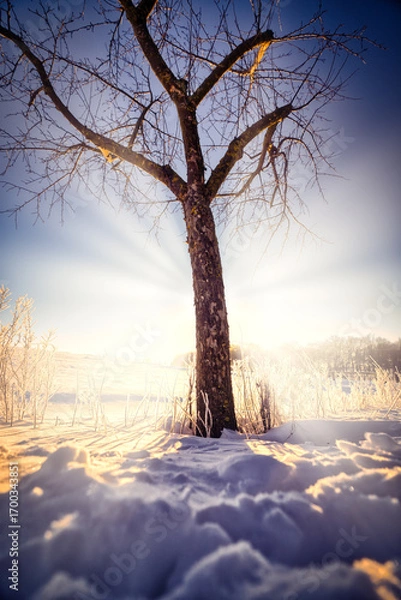 Obraz Winterlandschaft