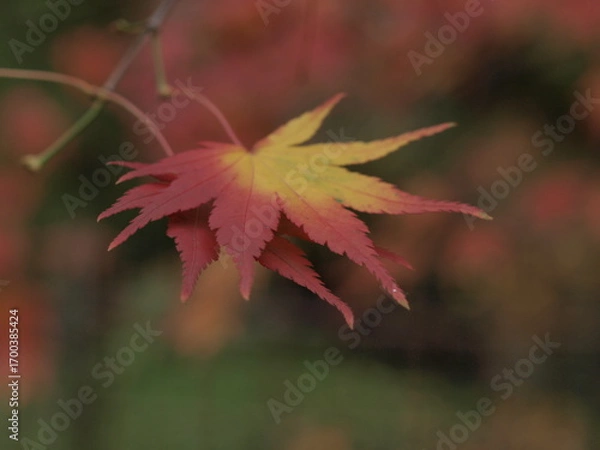 Obraz Red maple leaves close up