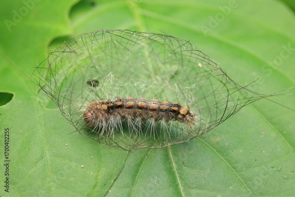 Fototapeta This image captures a caterpillar from the family Arctiidae constructing its cocoon using silk and larval hairs (setae), preparing to enter the pupal stage (Pupa). 