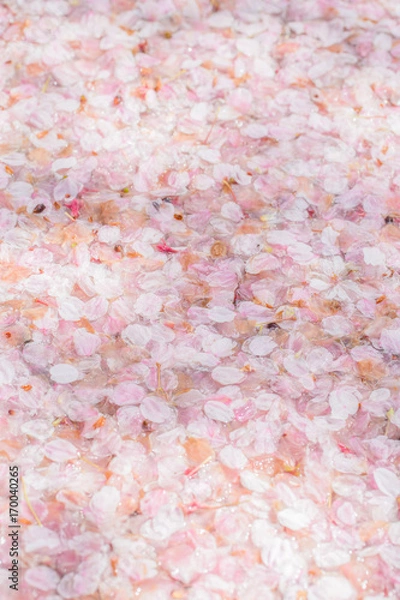 Fototapeta 美しい桜