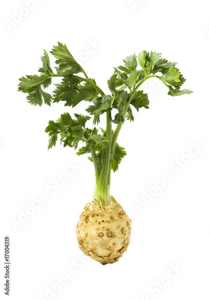 Obraz Root of celery with leaves isolated