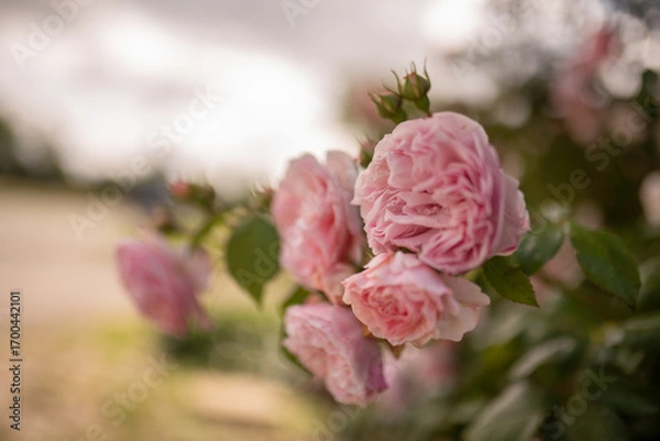 Fototapeta Light pink roses in soft colors and blur for the background.