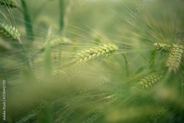 Fototapeta Ears of corn in a field close-up