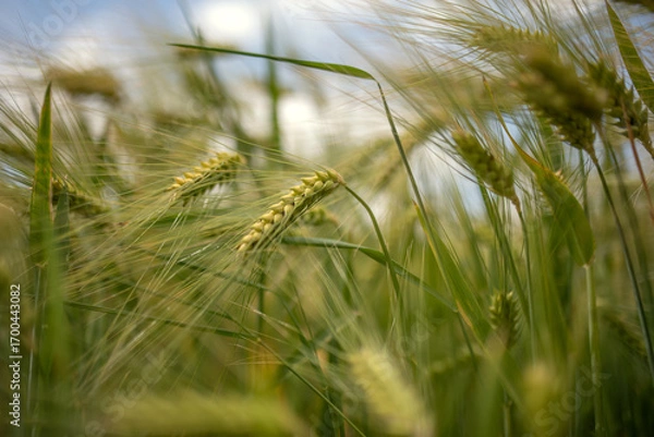 Fototapeta Wheat field with ripening ears and sky in the background