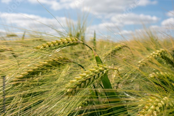 Fototapeta Green and yellow ears of corn against the sky