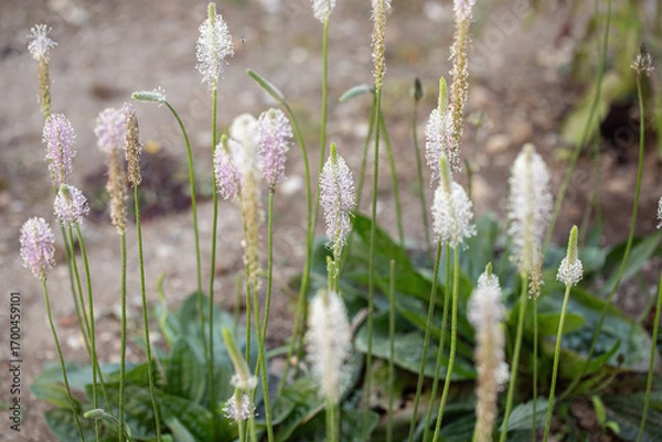 Fototapeta Stalks of hoary plantain (Plantago media). Appearance of the inflorescence.