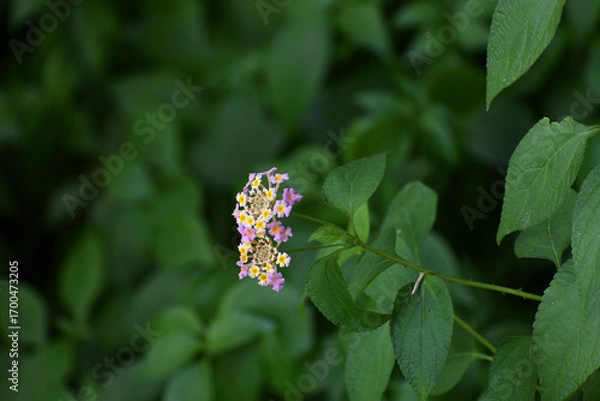 Fototapeta butterfly on a flower