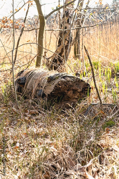 Fototapeta Fallen Tree Trunk on Grassy Forest Floor in Sunlight