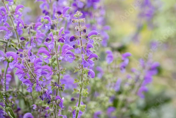 Fototapeta Blossoms of wild meadow clary (Salvia pratensis). Copyspace.
