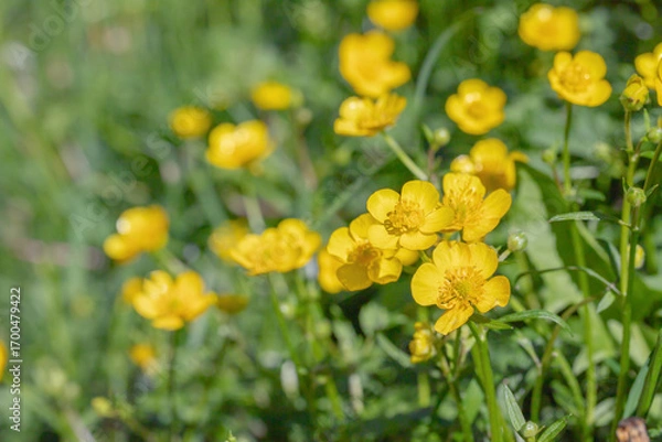 Fototapeta Common buttercups (Ranunculus acris) in bloom.