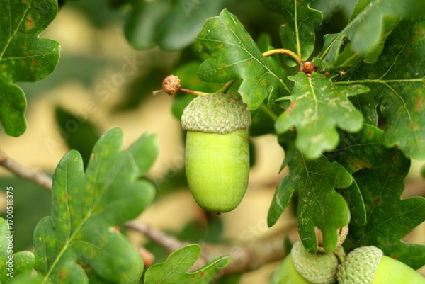 Fototapeta Oak acorn with green cap growing on tree branch