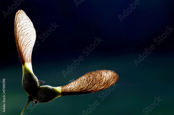 Obraz Eine Ahornfrucht bei schönen Licht