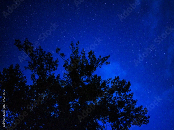 Obraz night sky and tree