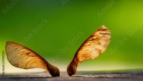Obraz Eine Ahornfrucht bei schönen Licht