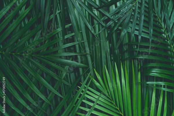 Obraz coconut leaf