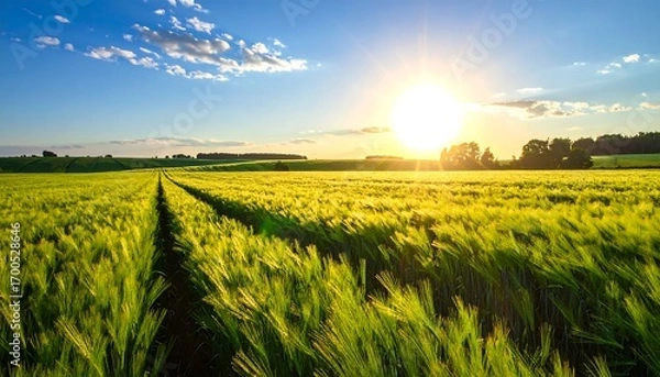 Fototapeta A vast field of ripening grain stretches out under a vibrant sunset sky, showcasing a tranquil and golden landscape.