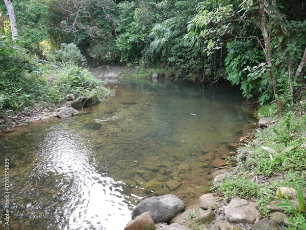 Fototapeta Serene Nature Scene with Clear Stream Flowing Through Lush Greenery
