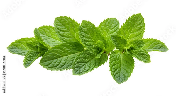 Obraz Fresh Mint Leaves on White Background