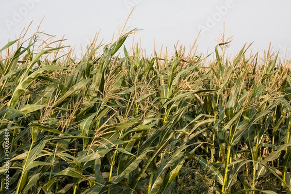 Fototapeta kukurydza
