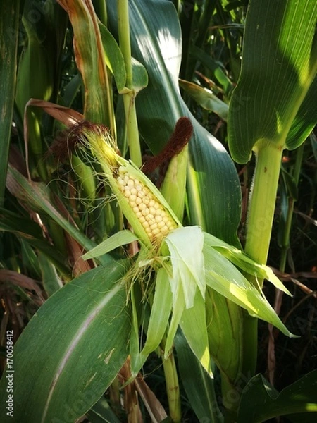 Fototapeta kukurydza