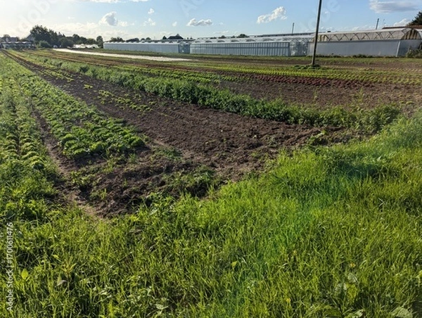 Obraz Feld Acker Salat