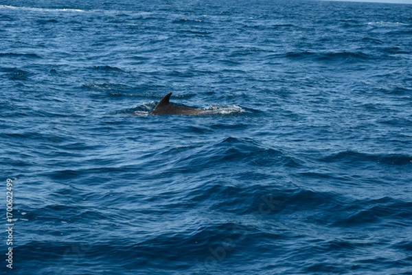 Obraz dolphin in the water
