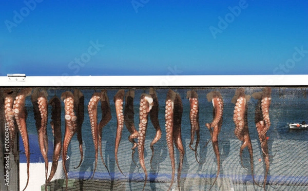 Fototapeta Octopuses drying in the sun on Greek island Rhodes