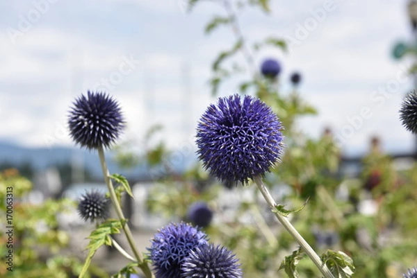 Obraz Flower