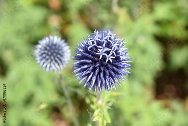 Obraz Flower