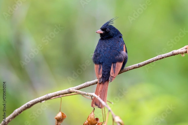 Obraz The Crowned Minstrel of Saswad-Crested bunting (Emberiza lathami) at Saswad, Maharashtra, India