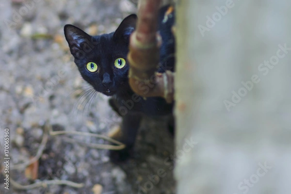 Obraz Curious cat in the backyard