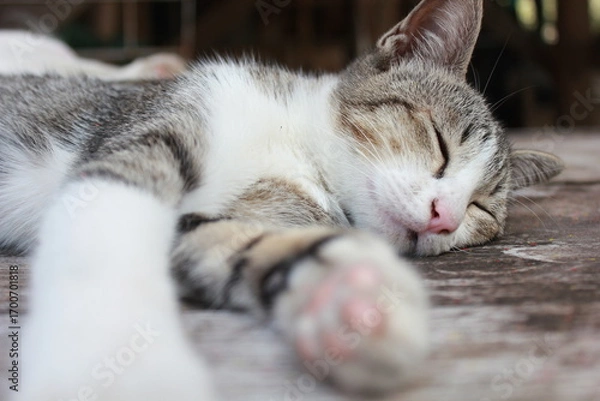 Obraz A domestic tabby cat peacefully sleeping on a wooden floor, showing its soft fur and pink nose. Ideal for concepts of relaxation, comfort, coziness, pets, and peaceful lifestyle.