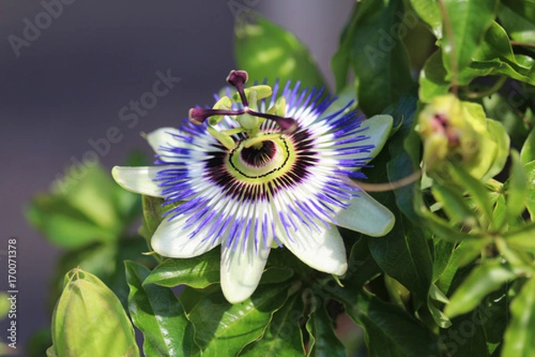 Obraz Passion flower