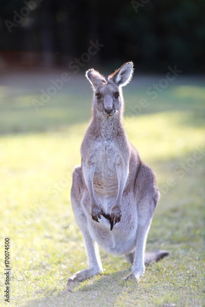 Obraz Kangaroo