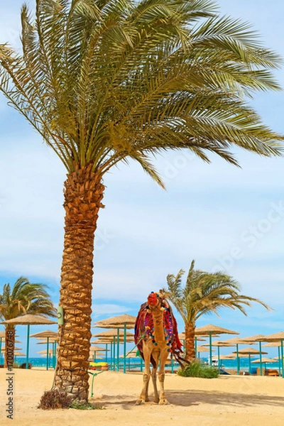 Obraz Wielbłąd na egipskiej plaży Hurghada