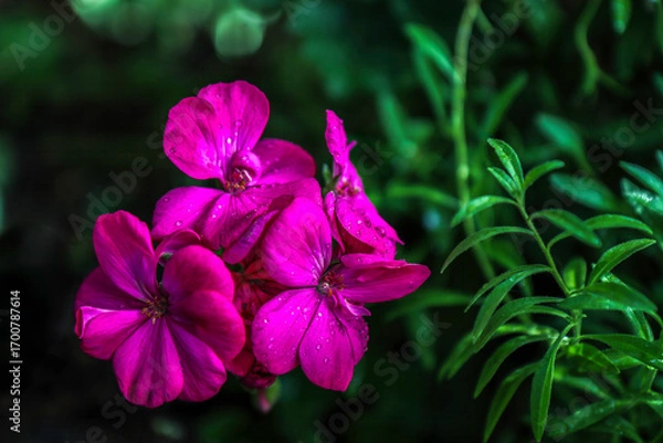 Fototapeta Magenta horseshoe geraniums against a dark green background, daytime, raindrops, nobody