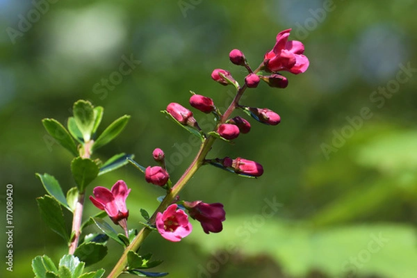 Obraz Beautiful pink flowers 