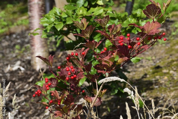 Obraz red berries with red leaves